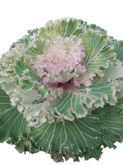 brassica oleracea