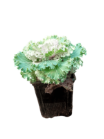 brassica oleracea