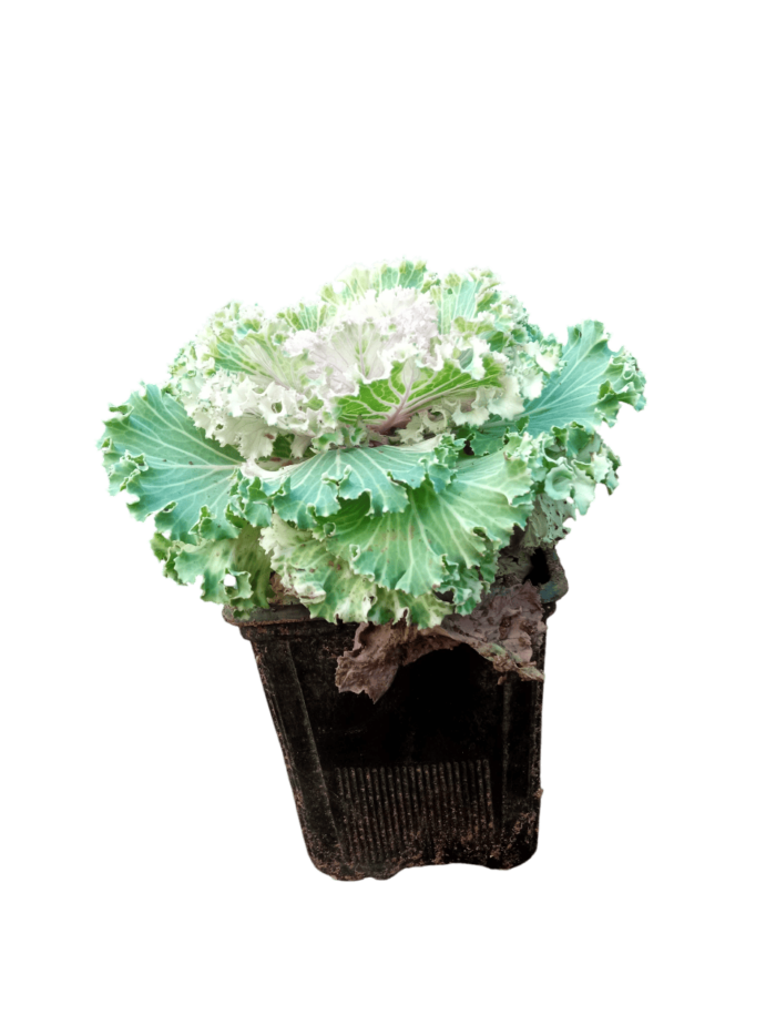 brassica oleracea