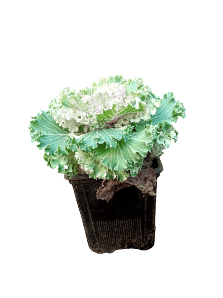brassica oleracea