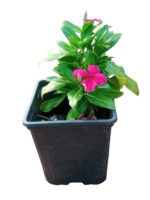 catharanthus roseus