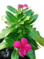 catharanthus roseus