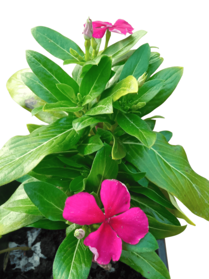 catharanthus roseus