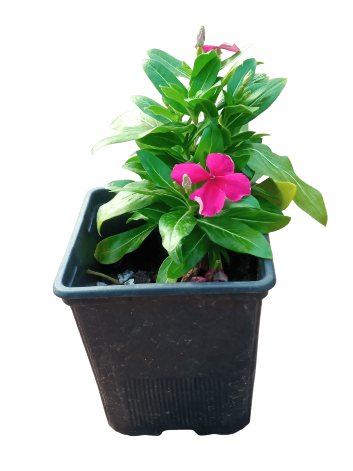 catharanthus roseus