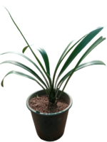 clivia nobilis