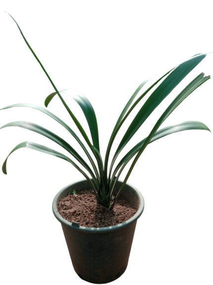 clivia nobilis