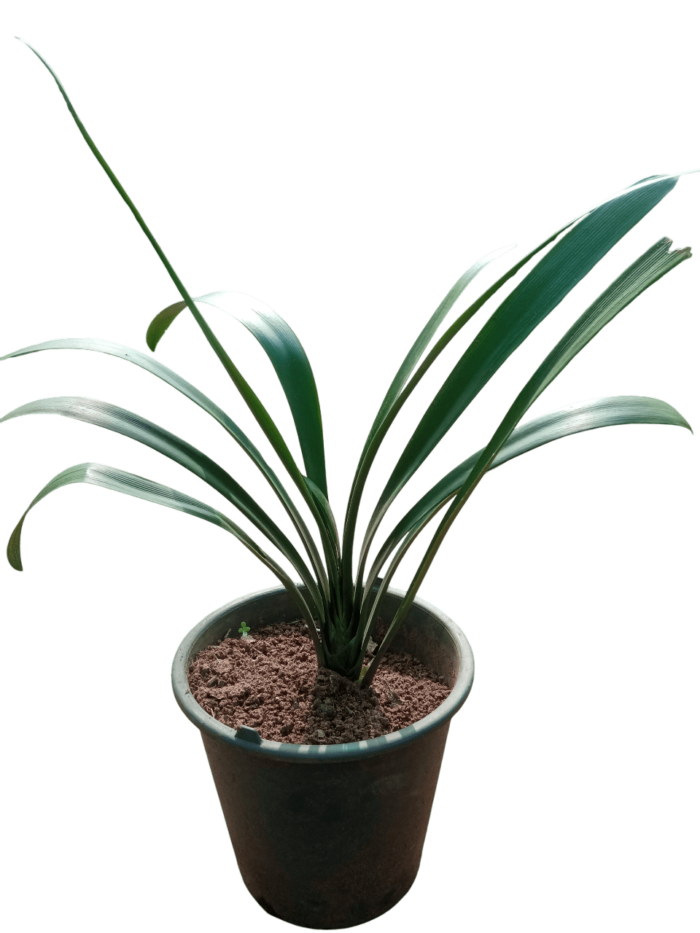 clivia nobilis