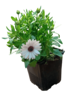 dimorphotheca fruticosa