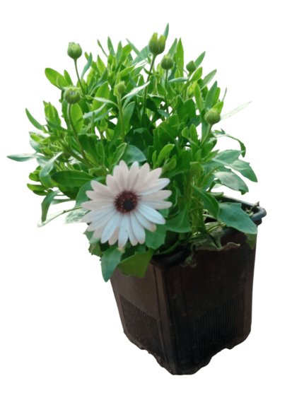 dimorphotheca fruticosa