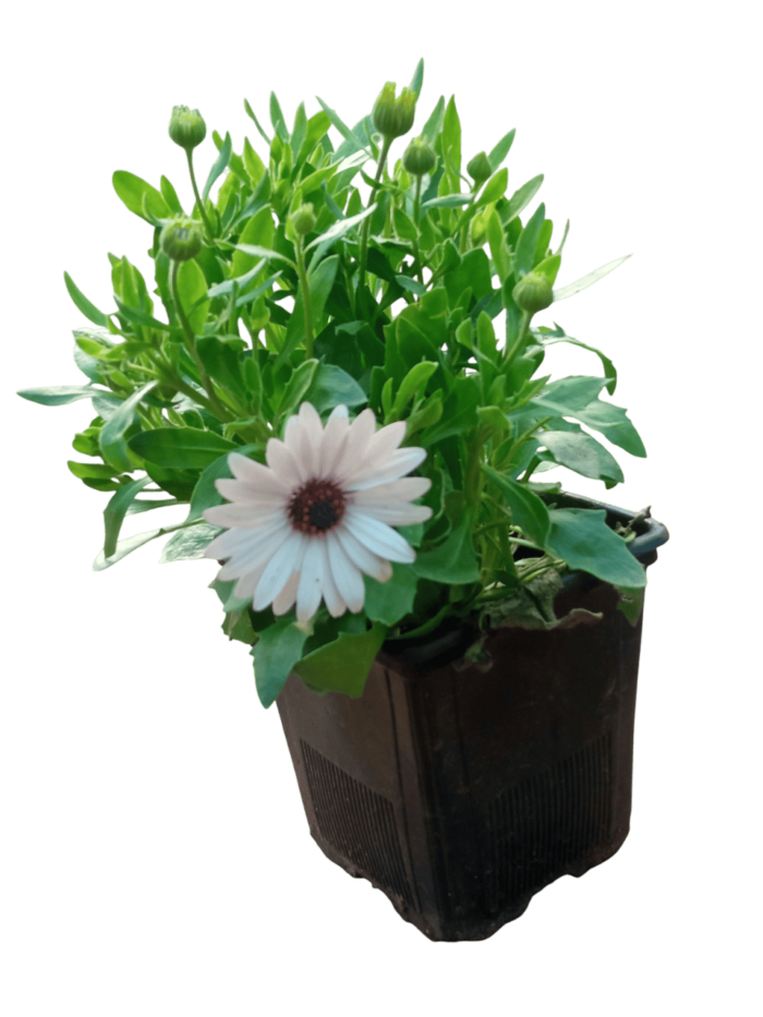 dimorphotheca fruticosa