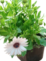 dimorphotheca fruticosa