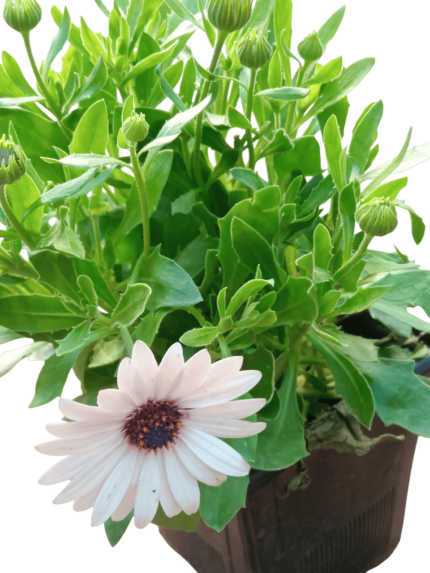 dimorphotheca fruticosa