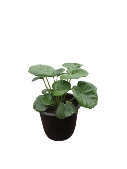 farfugium japonicum
