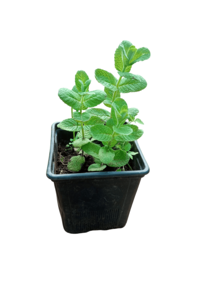 menthe