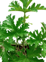 pelargonium