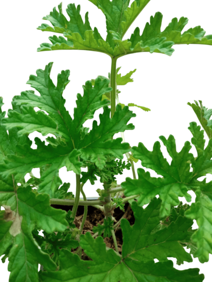 pelargonium