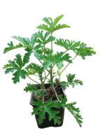 pelargonium graveolens