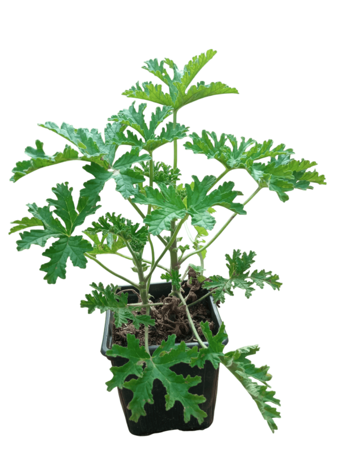 pelargonium graveolens