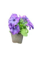 petunia