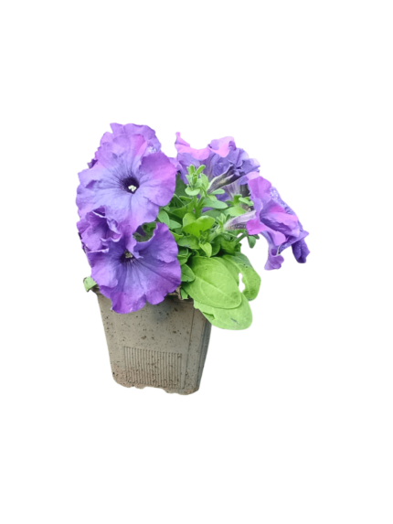 petunia