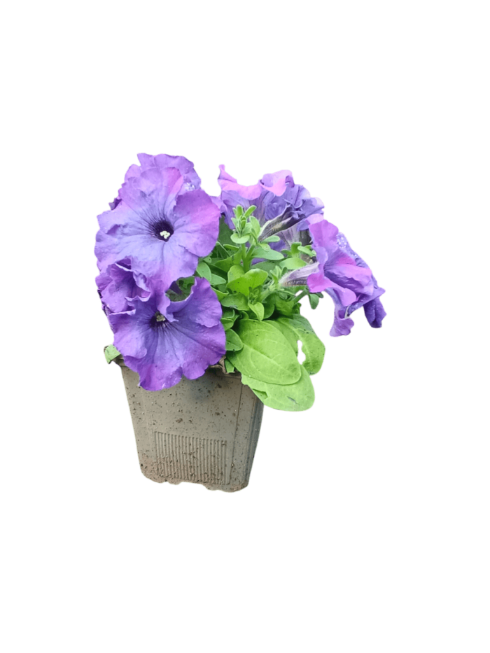 petunia