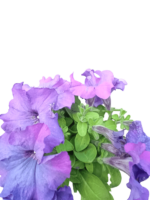 petunia