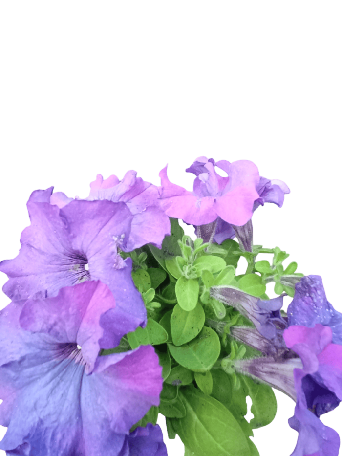 petunia