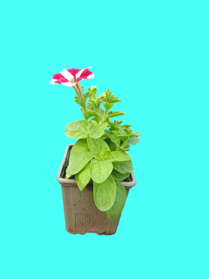 petunia spp