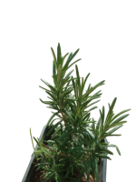 romarin rosmarinus
