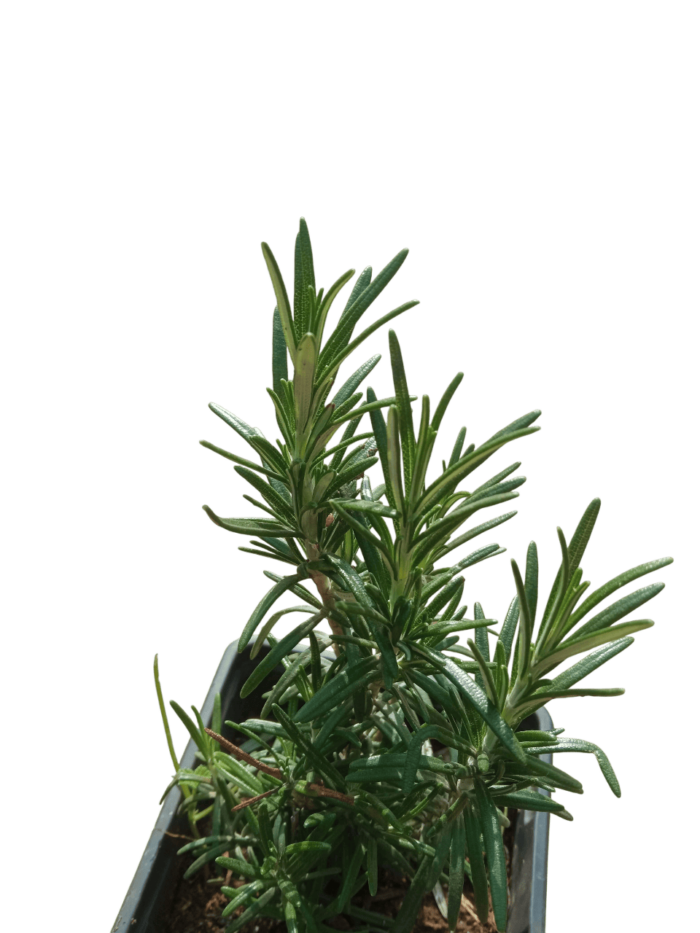 romarin rosmarinus