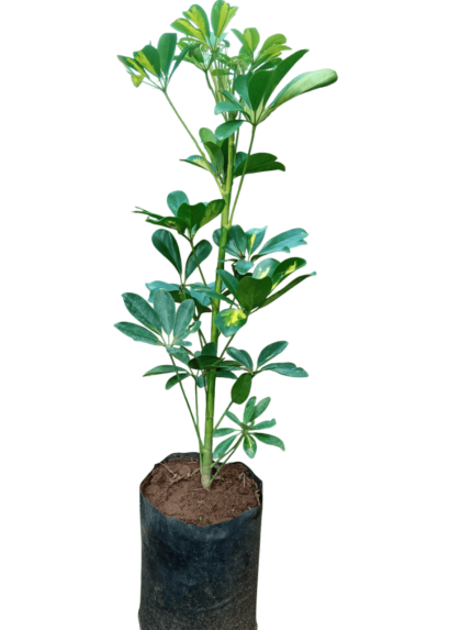 schefflera arboricola