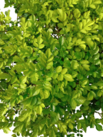 tecomaria capensis