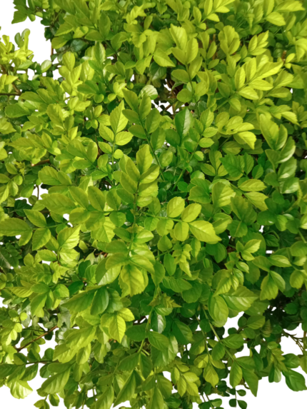 tecomaria capensis