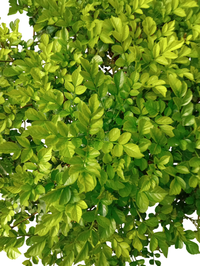 tecomaria capensis
