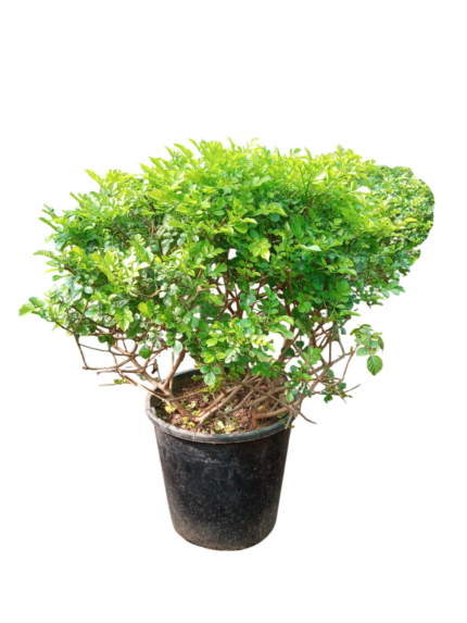 tecomaria capensis
