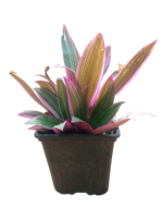 tradescantia spathacea sw