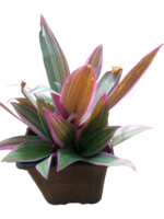 tradescantia spathacea sw