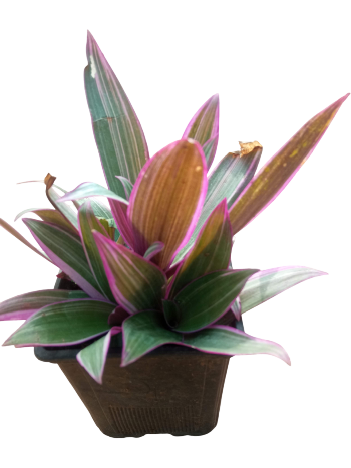 tradescantia spathacea sw