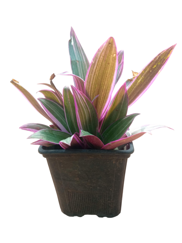 tradescantia spathacea sw