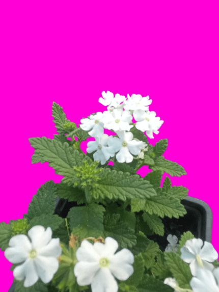 verbena hybrida