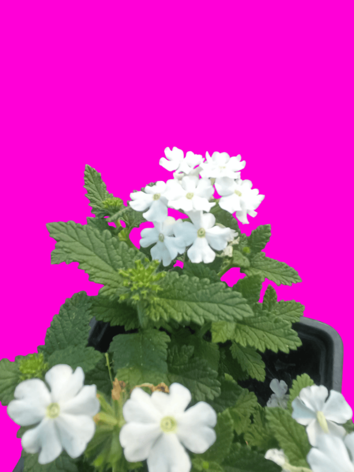 verbena hybrida