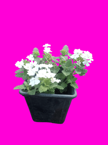 verbena hybrida