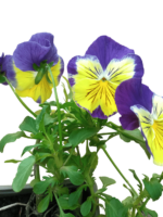 viola