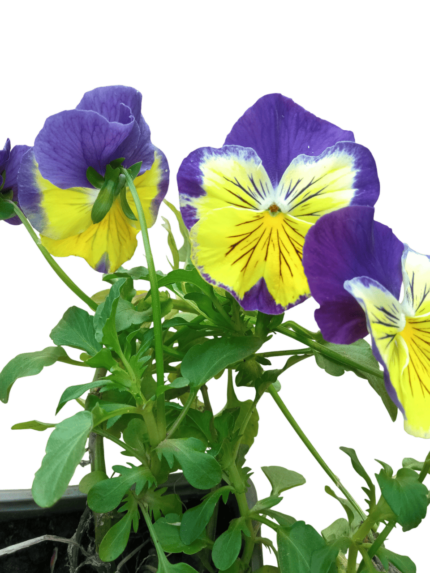 viola