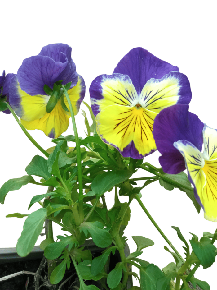 viola