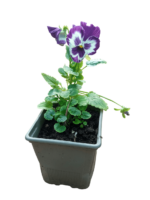 viola