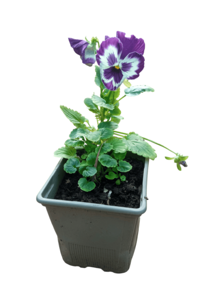 viola