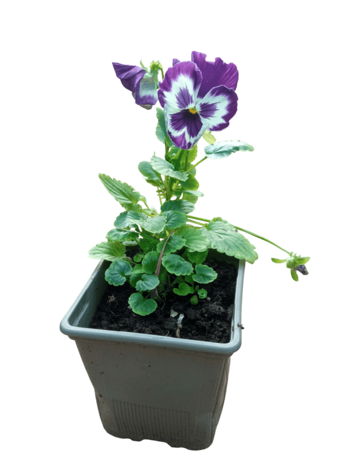 viola