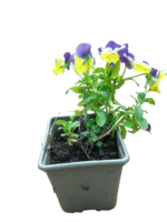 viola tricolor