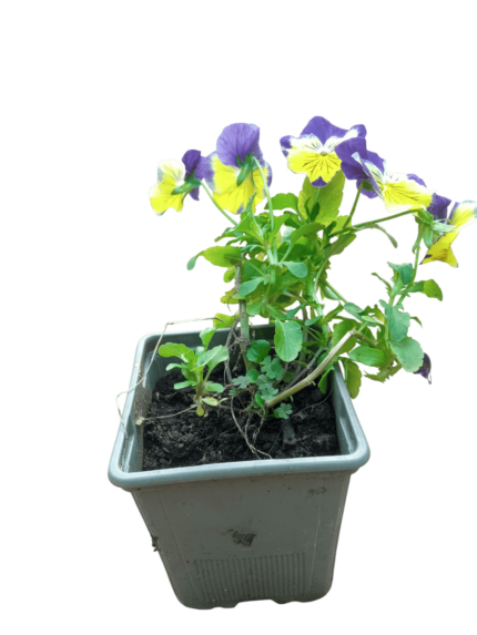 viola tricolor